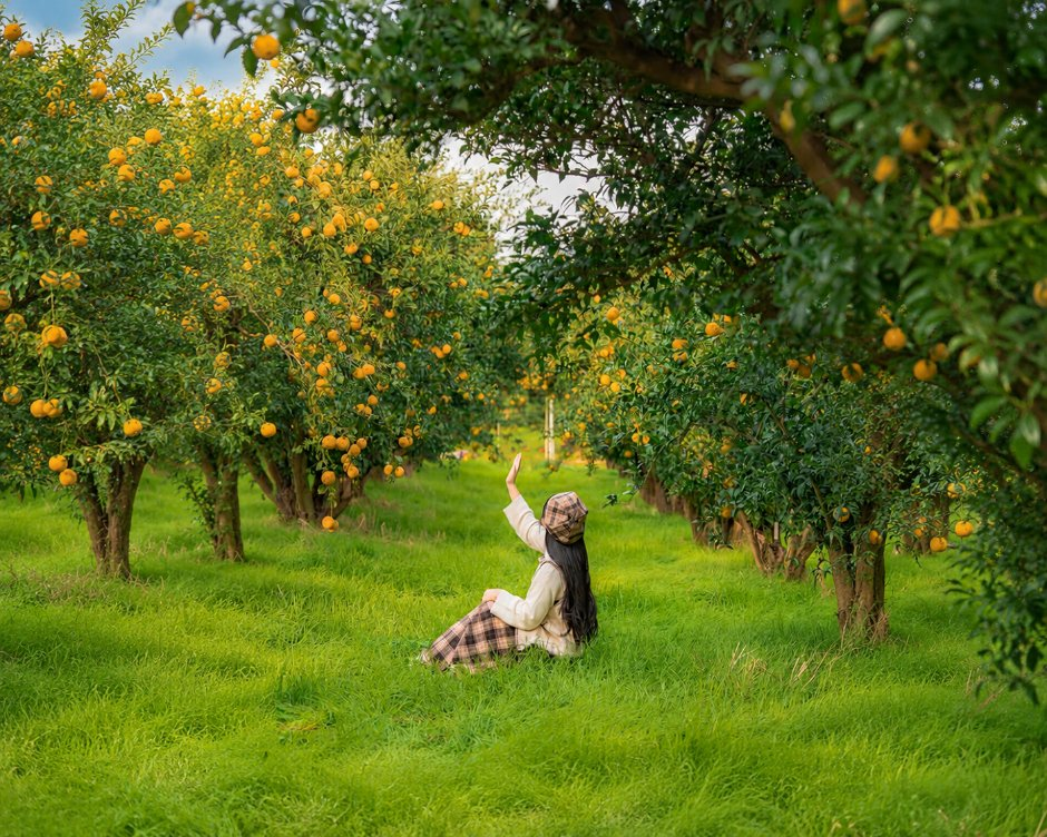 2026 고흥유자축제 (1).png
