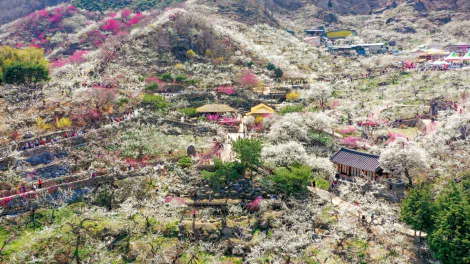 2026 광양 매화축제 (3).jpg