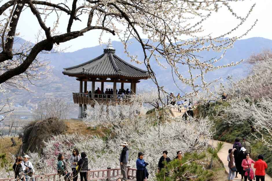 2026 광양 매화축제 (4).jpg