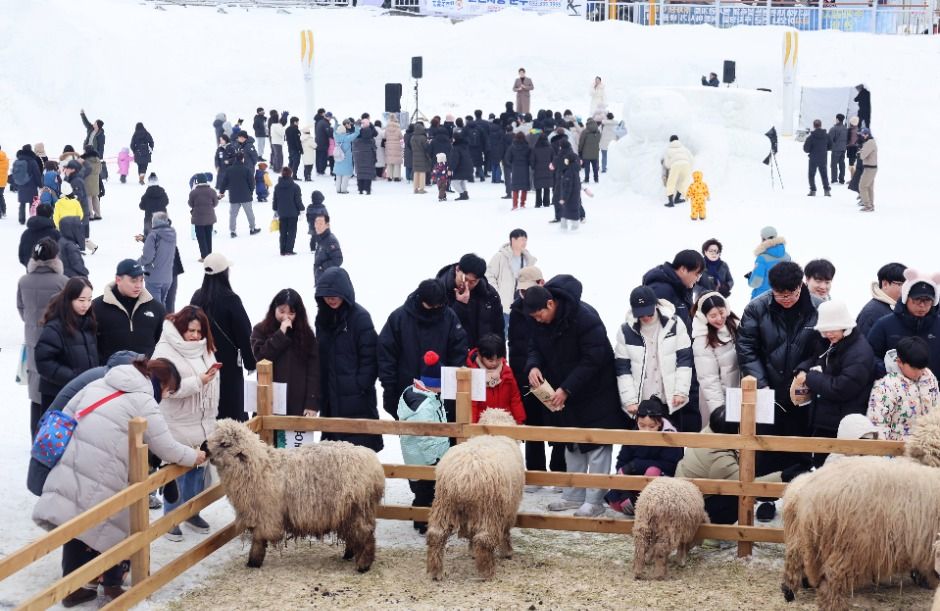 2026 대관령눈꽃축제 1