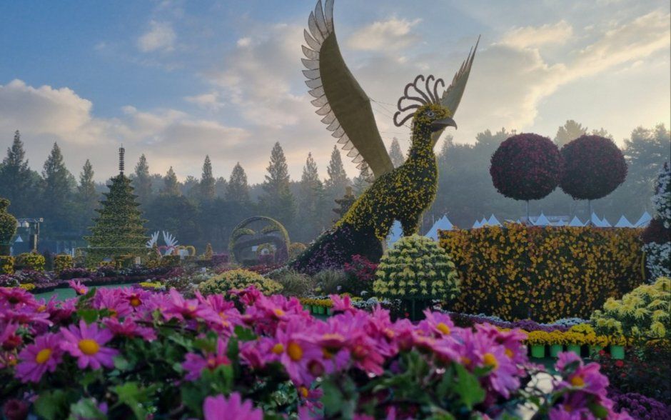 2026 익산천만송이 국화축제 (4).jpg
