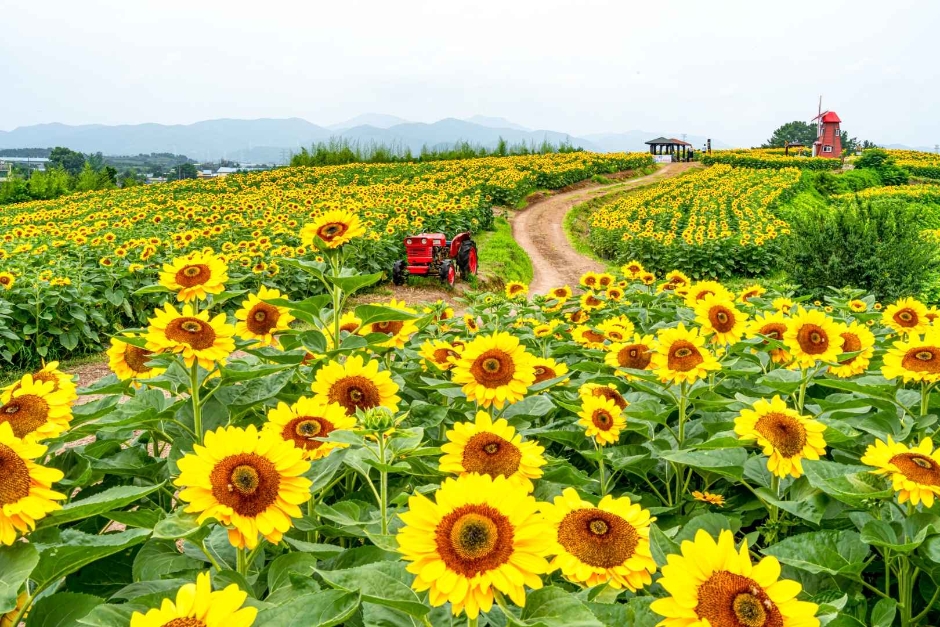 2024 강주해바라기 축제 이미지 2