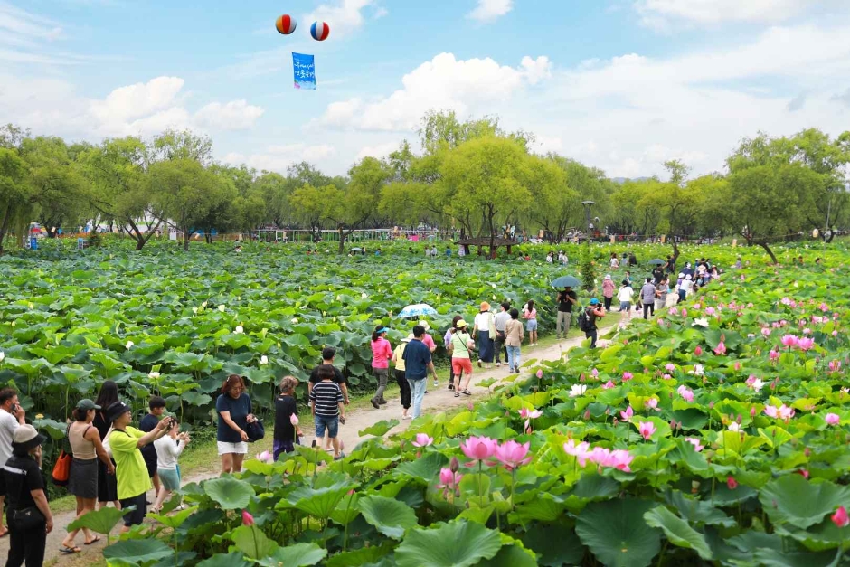 제24회부여서동연꽃축제 참고 이미지 3