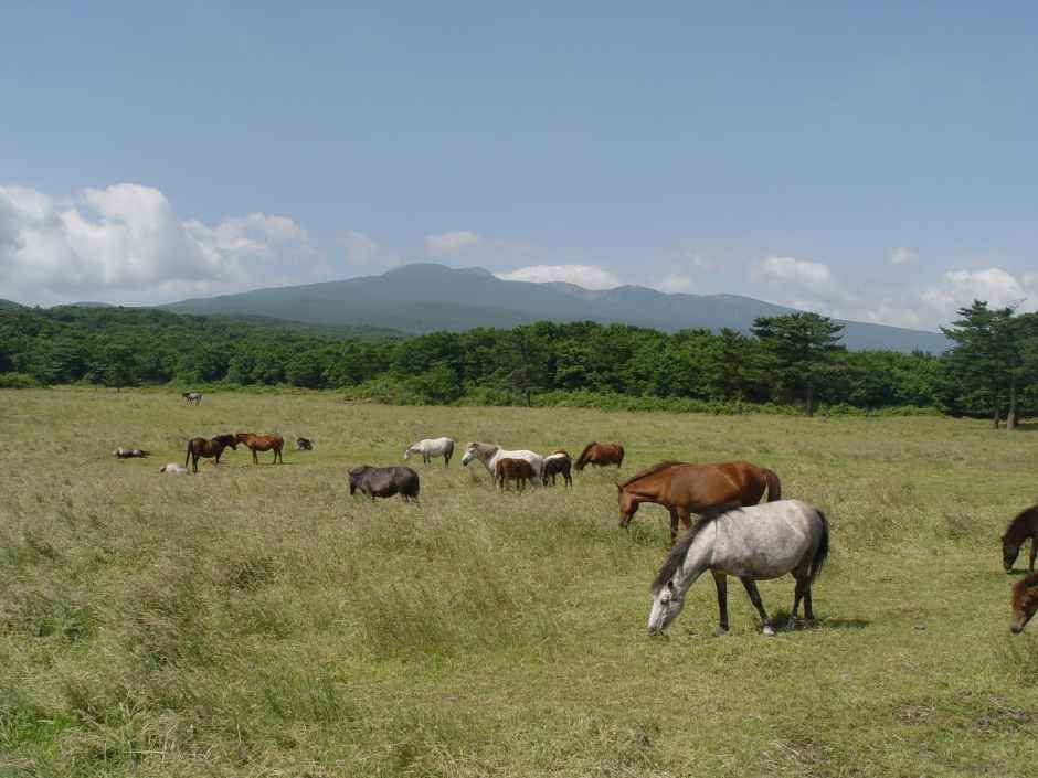2026 제주마 입목 문화축제 (4).jpg