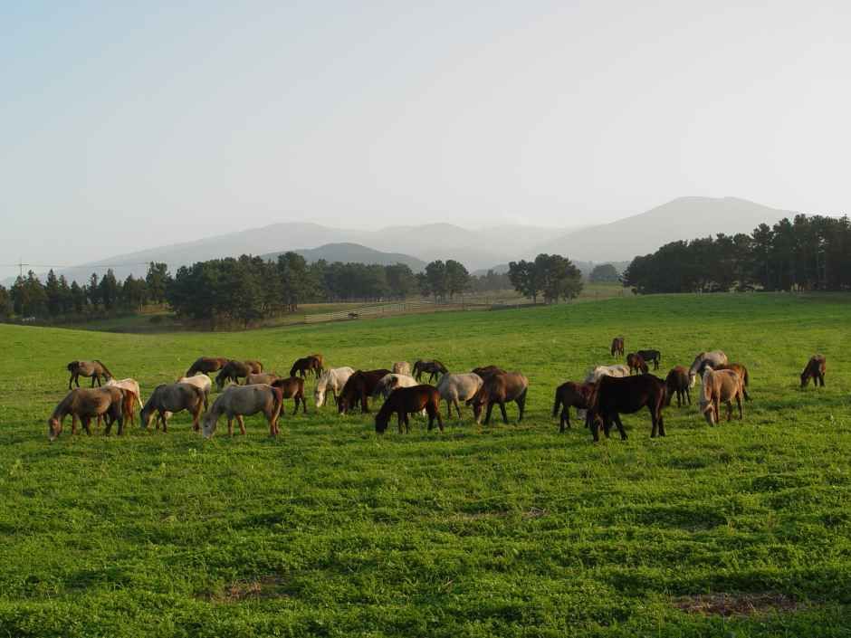 2026 제주마 입목 문화축제 (2).jpg