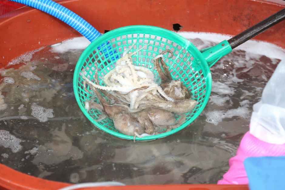 2026 서천 동백꽃 주꾸미 축제 (4).jpg