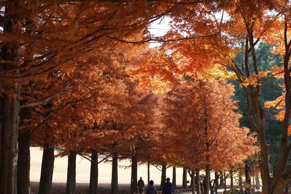  2025 청남대 가을축제 9