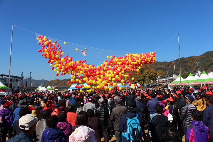 청송사과축제 2019(5)