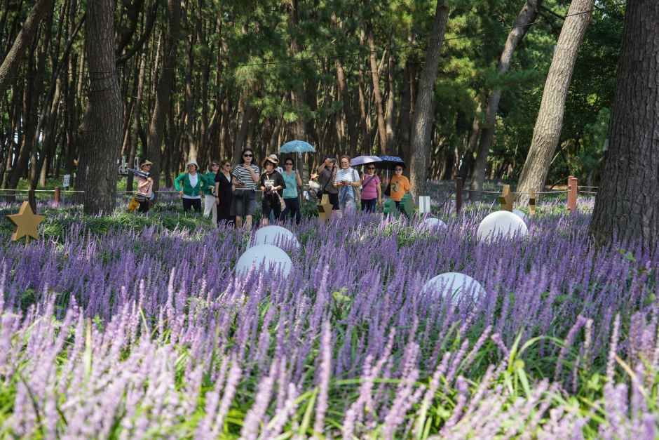Janghang Maekmundong Flower Festival