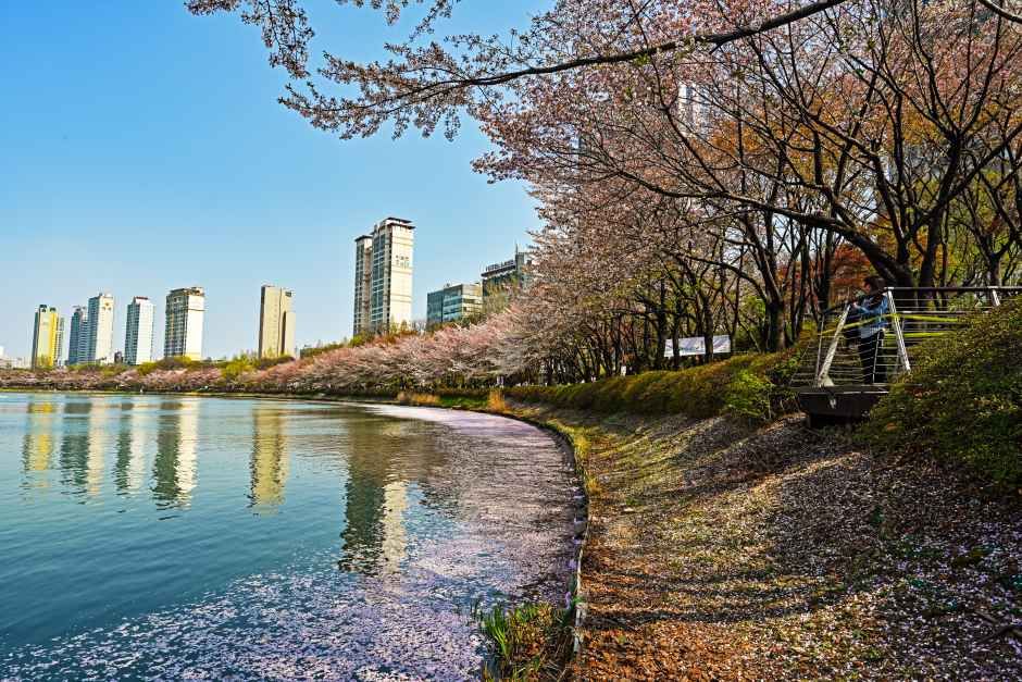 송파구 호수벚꽃축제 참고 이미지 4