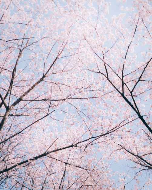 2026 송파구 호수벚꽃축제 (3).jpg