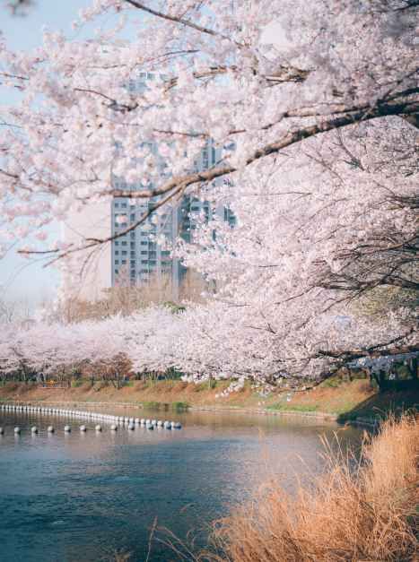 2026 송파구 호수벚꽃축제 (1).jpg