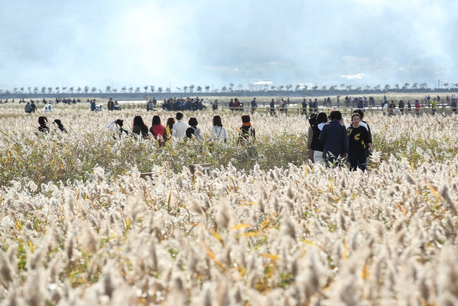 강진만 춤추는 갈대축제 (4)