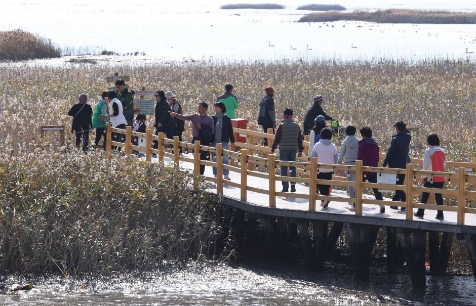 2025 강진만 춤추는 갈대축제 1