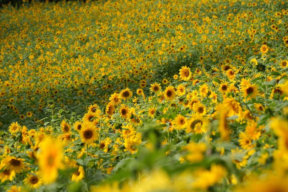 Hwasun Dolmen Autumn Flower Festival