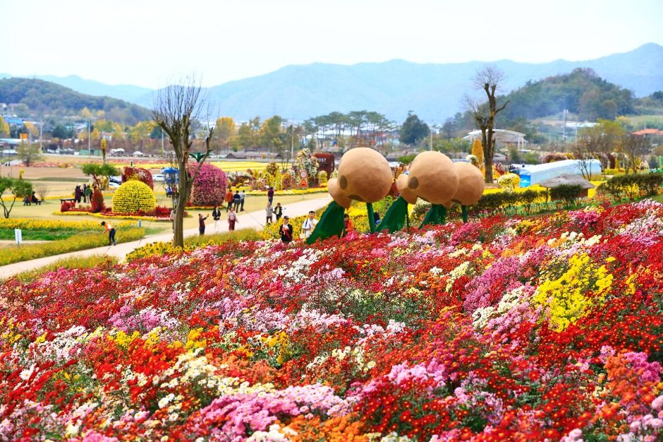 화순 고인돌 가을꽃 축제 포스터 · 광주 축제