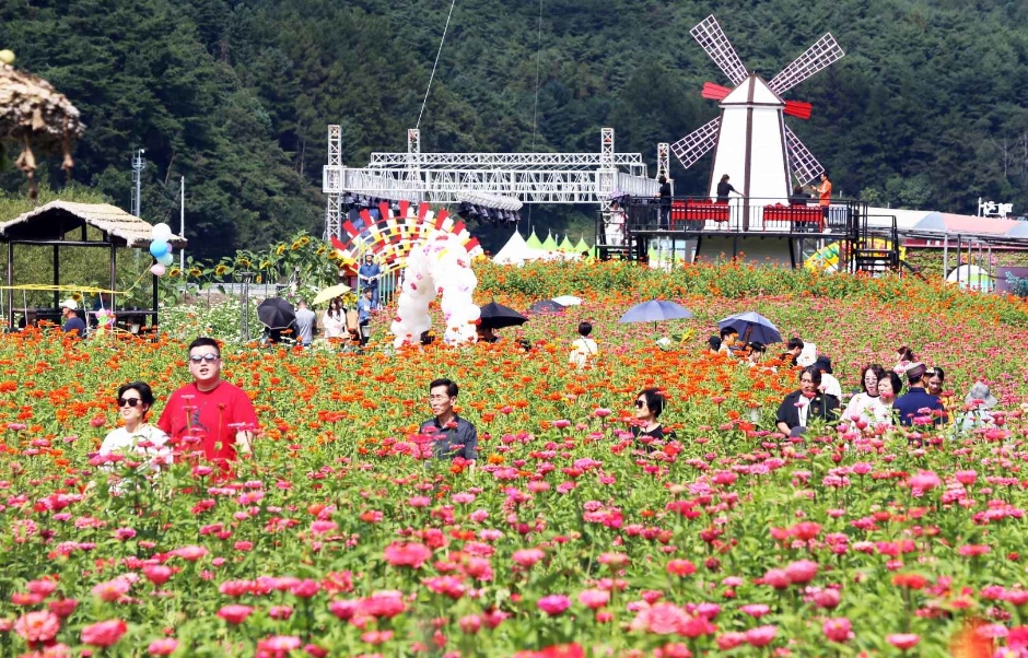 2024 평창백일홍축제 4