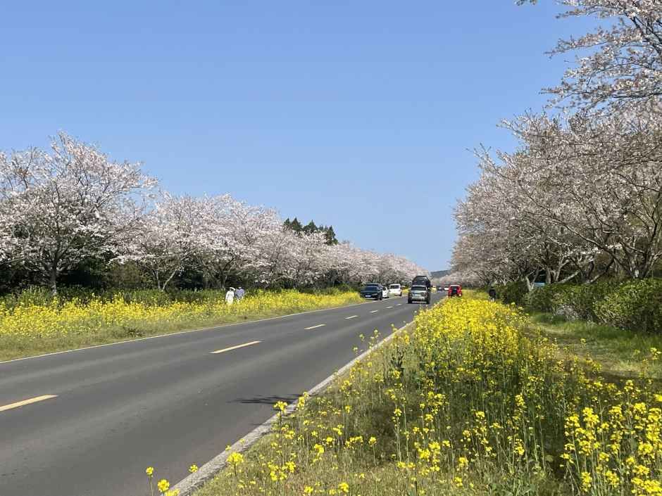 2026 서귀포유채꽃축제 (2).jpg