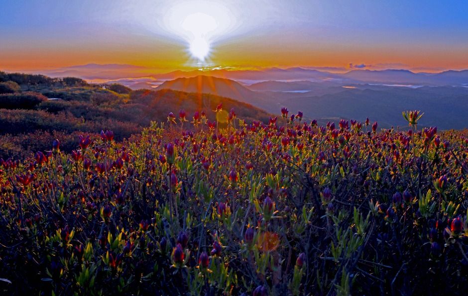 2025 황매산철쭉제 2