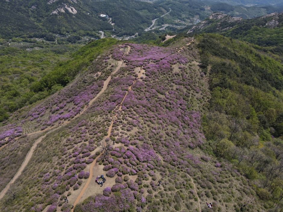 2025 황매산철쭉제 3