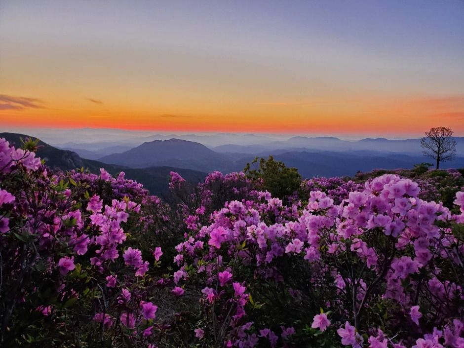 2025 황매산철쭉제 4