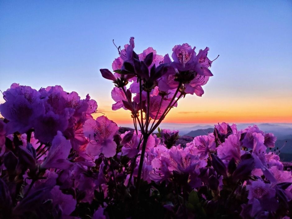 2025 황매산철쭉제 5