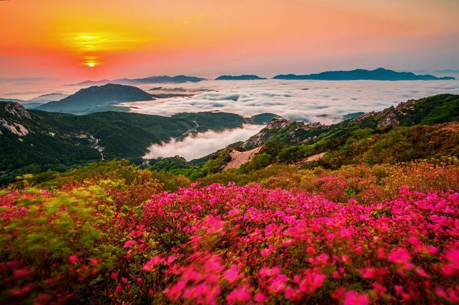 2025 황매산철쭉제 6