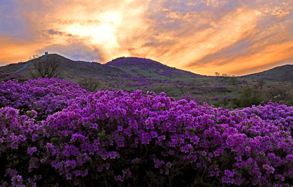 2025 황매산철쭉제 7