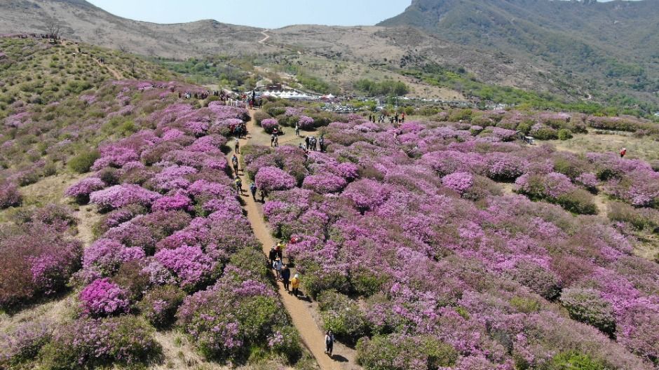 2025 황매산철쭉제 8