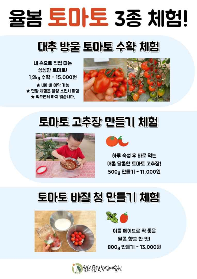 2024 율봄식물원 토마토 시즌 9