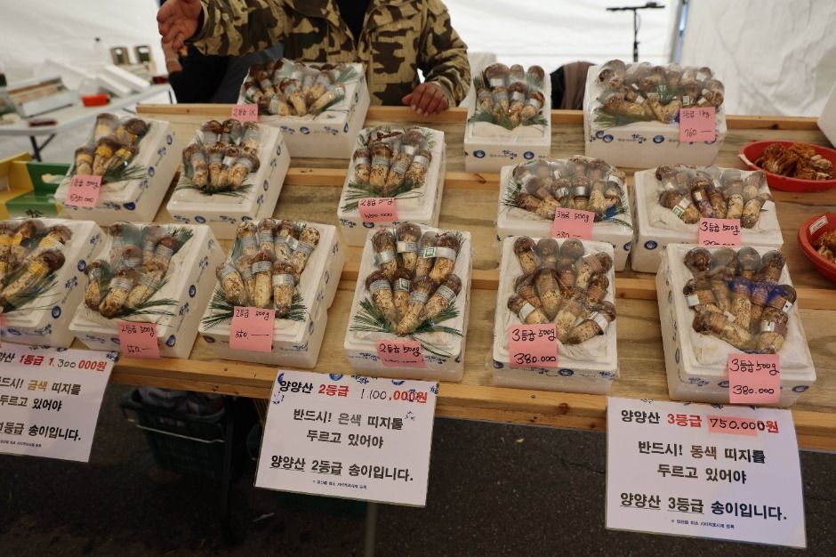 양양송이축제 포스터 · 강원 축제