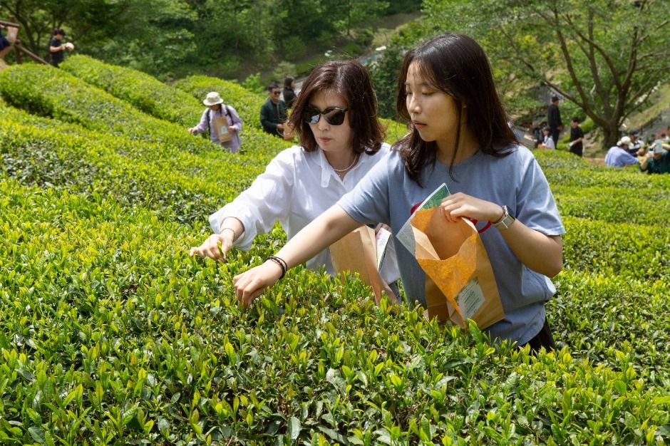 2025 보성다향대축제 1