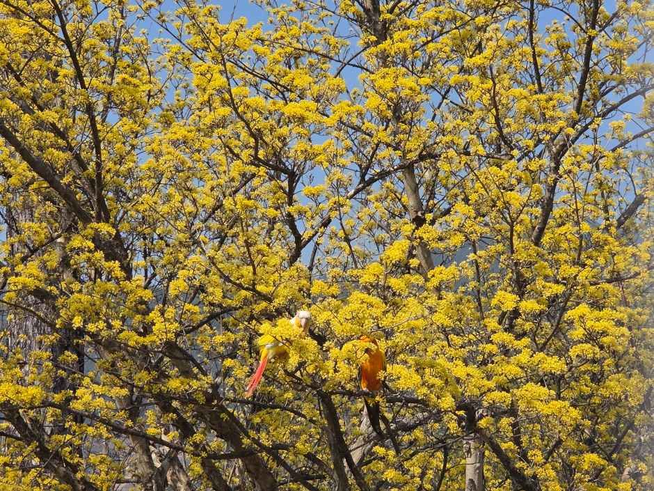 2026 구례산수유꽃축제  (1).jpg
