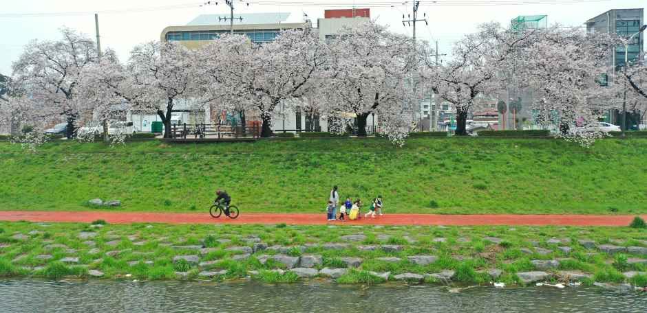 2026 정읍 벚꽃축제 (9).JPG