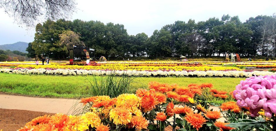 2026 연천 국화축제 (2).jpg